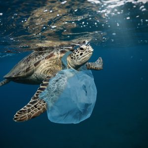 Underwater concept of global problem with plastic rubbish floating in the oceans. Hawksbill turtle in caption of plastic bag